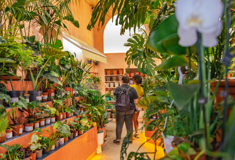 Selection of indoor plants in shop