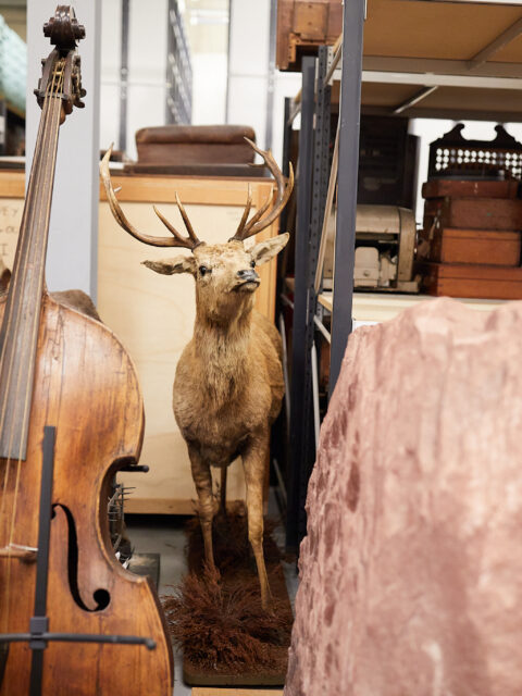 Photograph of museum storage, including a large string instrument and a taxidermy deer